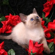 Афет Калтаева on My World.