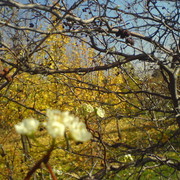Crying Fox on My World.