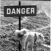Danger Dog on My World.