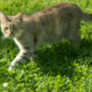 Kater Der  Schrodinger on My World.