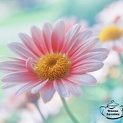 Лариса Данилова on My World.