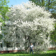 Михаил Лапшин on My World.