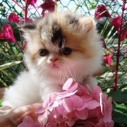 Есения $$$$@@@ on My World.